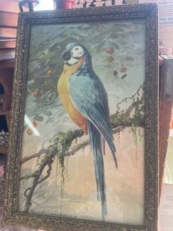 Vintage framed parrot bird print artwork 11 by 8