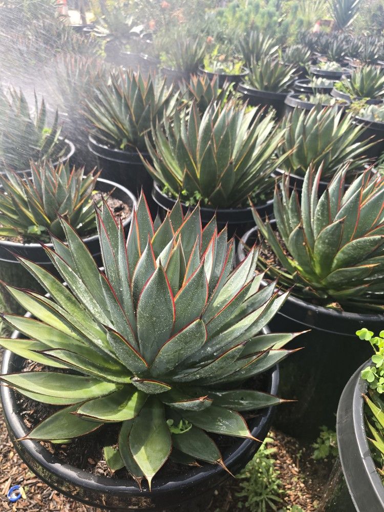 Agave Blue GLOW AGAVE
