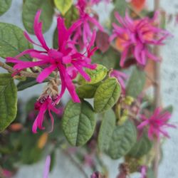 Pink Fringe Flower