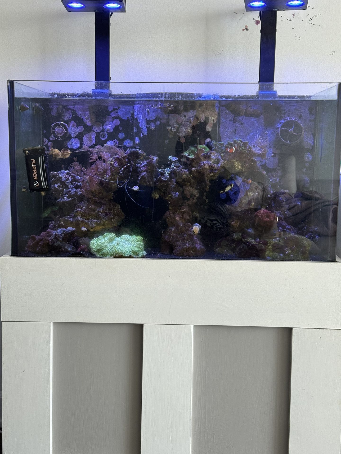 55 Gallon Saltwater Reef Tank 