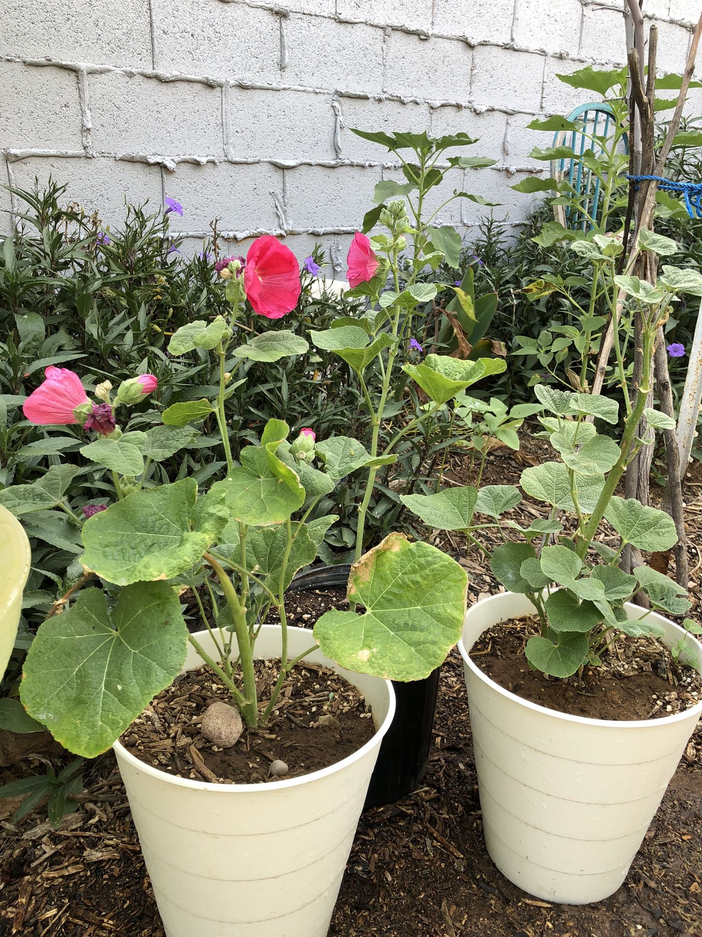 Hollyhock Flower Plants (two Remain)