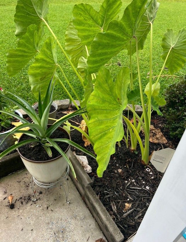 Elephant Ears
