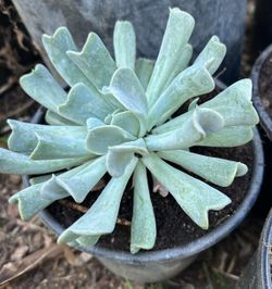 ECHEVERIA Suculenta