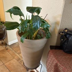 Beautiful Real Plant With Pot