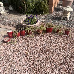 7 Red planter pots and succulent plants