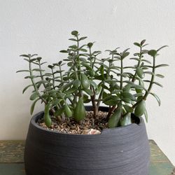 Jade Crassula ovata Plant