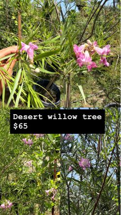 Variety of ornamental shade trees