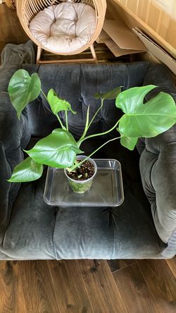 Monstera Deliciosa Live Plant