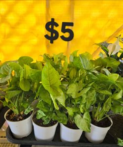 Arrowhead Plants