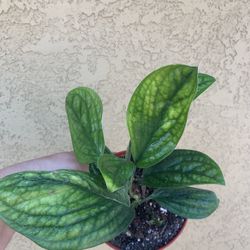 Monstera Peru Plants