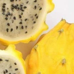 Colombian Yellow Dragon Fruit Seedling Plant