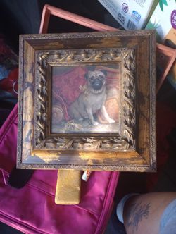 Pampered Pug