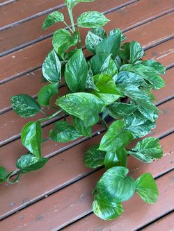Marble Queen Pothos