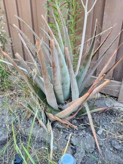 Aloe Plant $10