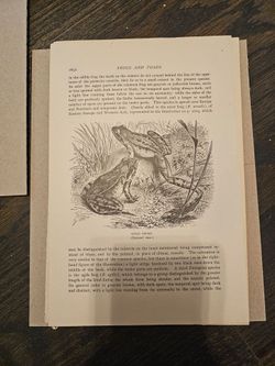 Antique textbook biology page about frogs and toads