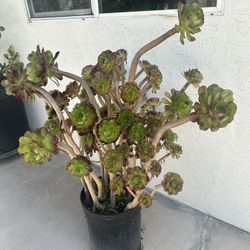 Huge Succulent Plant In 5 Gallon Pot