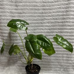 Philodendron Burle Marx Variegated