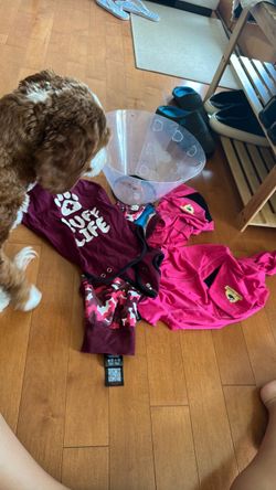 Post spaying neutering surgical onesies for dogs Small and Medium, and a Cone