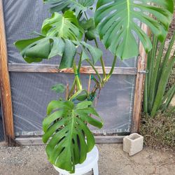 Monstera Deliciosa Plant 12" Pot 4ft Tall 