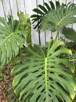 Giant Monstera plant