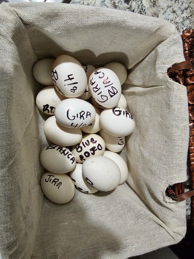 Fresh Fertile Gamefowl Hatching Eggs