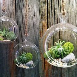 Air Plant Terrarium Ornament