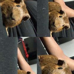 Guinea Pig 