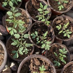 Cherry Tomato Seedlings 2.5in Pot