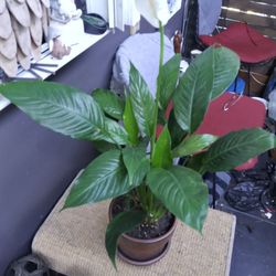 Peace Plant In Glazed Pot