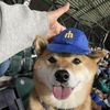 Yukisakura