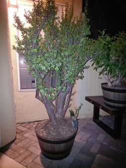 Bonsai Tree