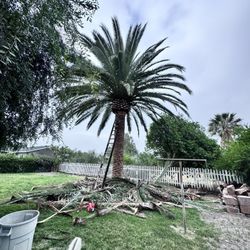 Palms And Trees Trimming 