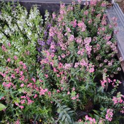 Angelonia 