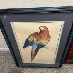Framed Art/ Original Parrot Print