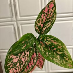 Aglaonema Pink Valentine Plant