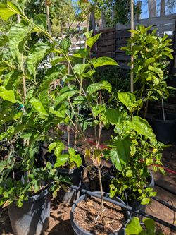 $75 red mulberry tree