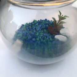 Fish/Turtle/Crab Tank