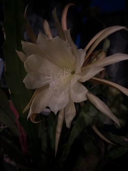 Epiphyllum Orchid Queen
