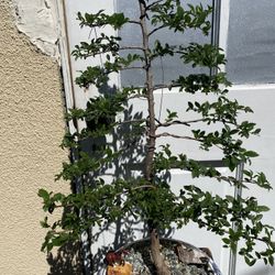 Bonsai Chinese El Shaped As Christmas Tree In A Ceramic White And Blue Bonsai Pot $120