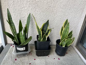 Snake plant