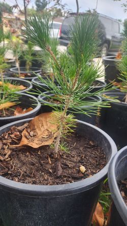Japanese Black Pine