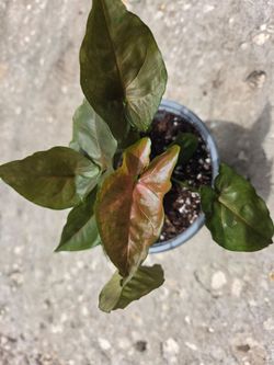 Syngonium merry maría