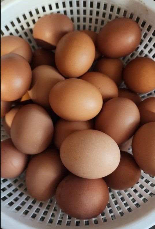 Farm Fresh Eggs