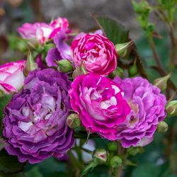 š¹ Cosmic Cloud Rose ā SUPER BLOOM! š¹