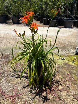 Daylilies