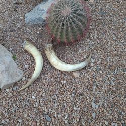 Cow Horns - Landscaping Decoration 