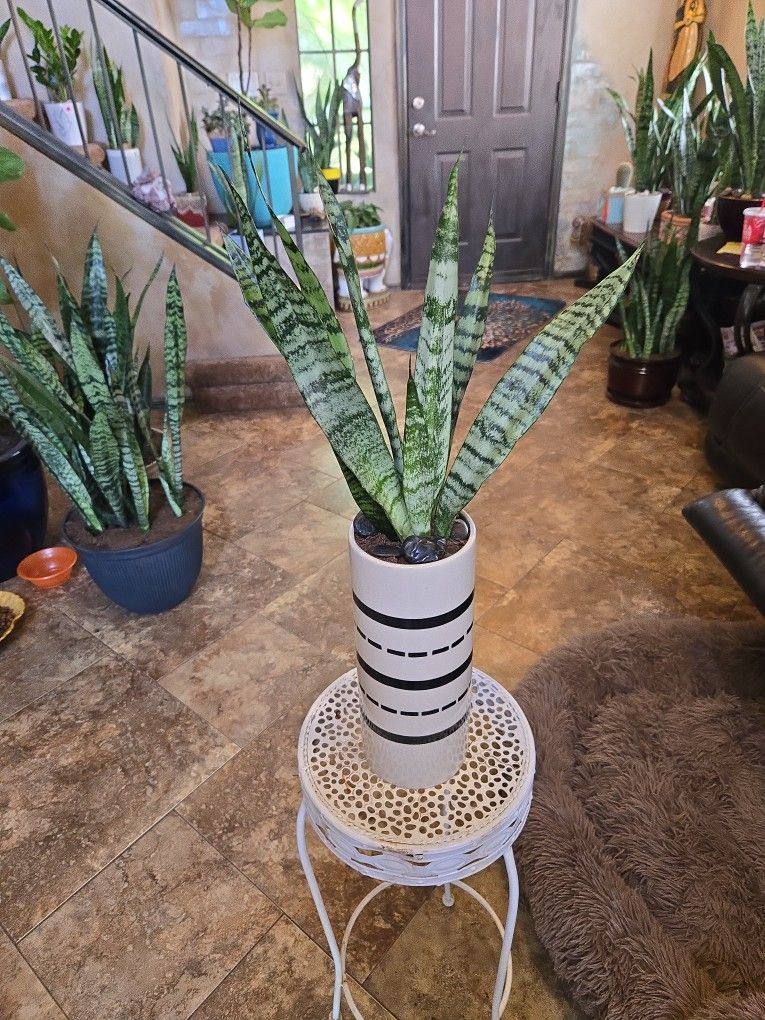 Sansevieria Snake Plant In 12in Ceramic Pot With Black Stones