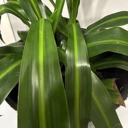 Dracaena Corn Plant