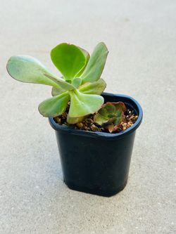 Succulents plants 🪴