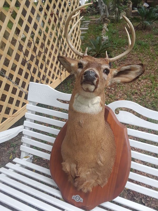Taxidermy deer head for Sale in West Palm Beach, FL OfferUp